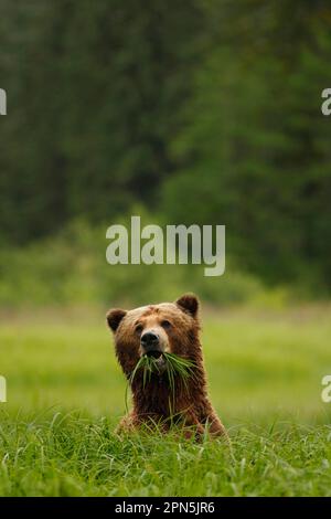 Grizzly Bear (Ursus arctos horribilis) adulto, si nuota su siepi nella radura della foresta pluviale costiera temperata, all'interno del passaggio, Coast Mountains, Great Foto Stock