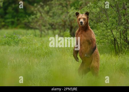 Orso Grizzly (Ursus arctos horribilis) adulto, in piedi sulle gambe posteriori nella radura della foresta pluviale costiera temperata, all'interno del passaggio, Coast Mountains Foto Stock