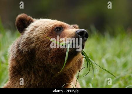 Orso Grizzly (Ursus arctos horribilis) adulto, primo piano della testa, si nutre su siepi nella radura di foresta pluviale costiera temperata, all'interno del passaggio, Costa Foto Stock