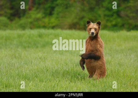 Orso Grizzly (Ursus arctos horribilis) adulto, si nuota su siepi, in piedi sulle gambe posteriori nella radura della foresta pluviale costiera temperata, all'interno del passaggio Foto Stock