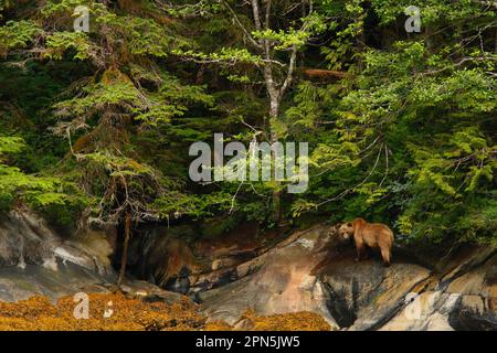 Orso grizzly (Ursus arctos horribilis), adulto femmina e giovane, in piedi sulla riva in habitat temperato foresta pluviale costiera, all'interno di Passage, Costa Foto Stock