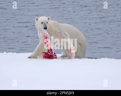 Orso polare (Ursus maritimus) femmina adulta, con balena Beluga (Delphinapterus leucas) pinna in bocca, in piedi su ghiaccio galleggiante, Svalbard Foto Stock