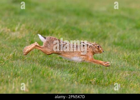 Lepre europeo (Lepus europaeus) adulto, in erba campo, Suffolk, Inghilterra, Regno Unito Foto Stock
