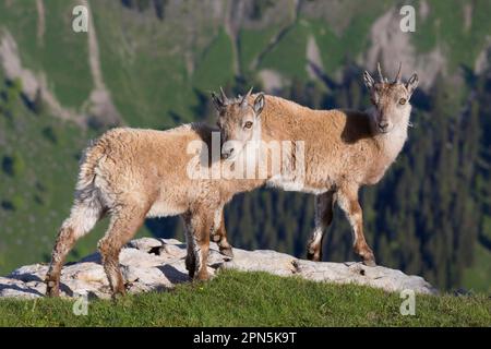 Capra ibex stambecco, stambecco alpino, stambecchi (capra ibex), stambecchi, stambecchi, caprini, ungulati, Ungulati, mammiferi, animali, stambecco alpino due Foto Stock