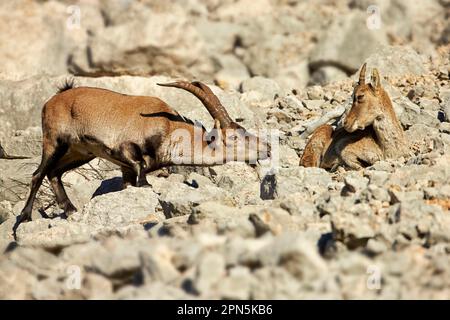 Spagnolo sudorientale Ibex (Capra pyrenaica hispanica) giovane maschio avvicinandosi femmina adulta, prova profumo durante il rut, Castellon, Spagna Foto Stock