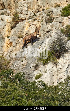 Spagnolo sudorientale Ibex (Capra pyrenaica hispanica) maschio adulto, arrampicata su un pendio di montagna, Castellon, Spagna Foto Stock