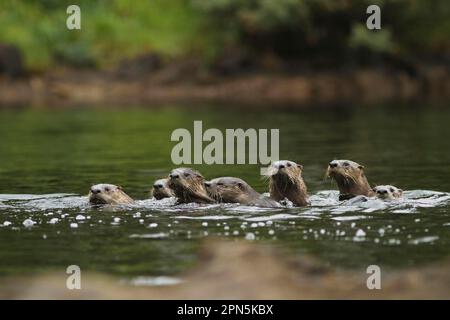 Nord America River Otter (Lontra canadensis) adulti e giovani, nuoto, in temperata foresta pluviale costiera, Coast Mountains, Great Bear Rainforest Foto Stock