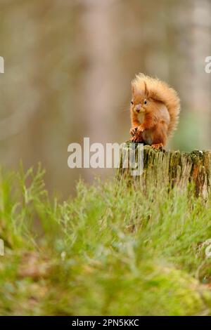 Scoiattolo rosso eurasiatico (Sciurus vulgaris), scoiattoli, roditori, mammiferi, animali, Scoiattolo rosso eurasiatico adulto, seduta su moncone in foresta di conifere Foto Stock