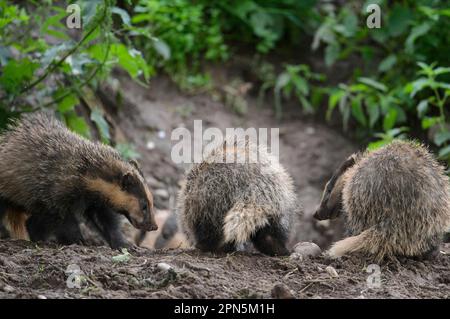 Eurasian Badger (Meles meles) tre cuccioli, combattimento a sett ingresso, Blithfield, Staffordshire, Inghilterra, Regno Unito Foto Stock