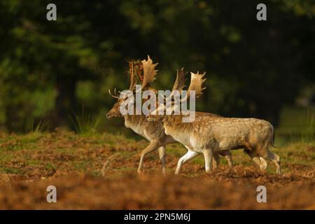 Daino (Dama dama) due bucks che corrono in parallelo durante la solca di fronte a commettere a combattere, Leicestershire, Inghilterra, Regno Unito Foto Stock