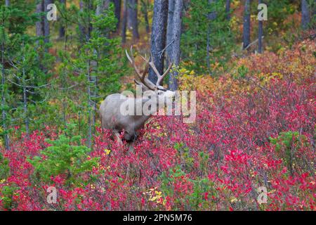 Capriolo mulo (Odocoileo hemionus), capriolo mulo, Cervo dalle orecchie grandi, Cervo dalle orecchie grandi, Cervo, Ungulati, Paarhufer, mammiferi, animali, Mule Deer buck, alimentazione attiva Foto Stock