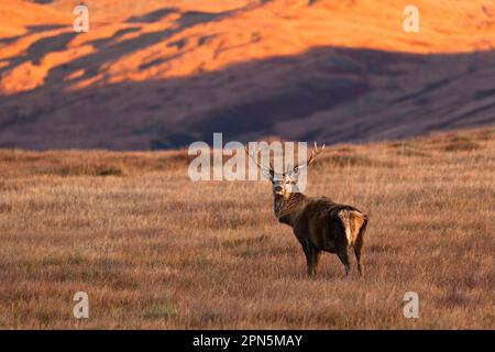 Cervo rosso (Cervus elaphus) stagionato, in piedi in habitat palude, Ruantallan Estate, Isola del Giura, Ebridi interne, Scozia, Regno Unito Foto Stock