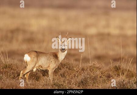 Caprioli europei (Capreolus capreolus), cervi, ungulati, mammiferi, animali, Western Roe Deer buck, in piedi in erica su brughiera, Paesi Bassi Foto Stock