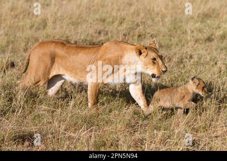 Leone Masai (Panthera leo nubica) due maschi adulti, nutriti all'uccisione, Serengeti N. P. Tanzania Foto Stock