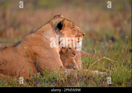 Leone angolano, leoni angolani, leoni angolani, predatori, mammiferi, Animali, Leone sudoccidentale africano (Panthera leo bleyenberghi) femmina adulta con giovane c Foto Stock