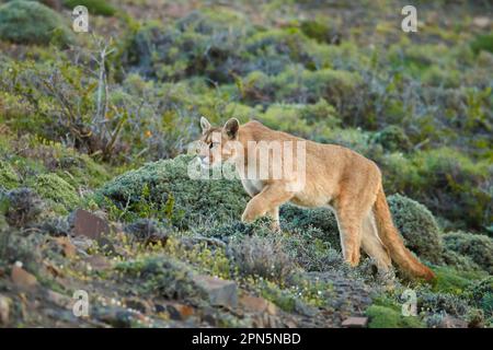 Puma Puma concolor puma femmina adulta camminando sul pendio