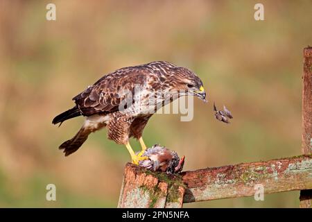 Buzzard di steppa adulto (Buteo buteo) che canta e mangia la pernice a zampe rosse (Alectoris rufa) preda, arroccato su un alberino, Warwickshire, Inghilterra, Unito Foto Stock