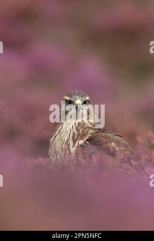 Buzzard comune, pouzzard steppa (Buteo buteo), pouzzard, uccelli rapaci, animali, uccelli, Comune Buzzard adulto, in piedi tra erica fioritura Foto Stock