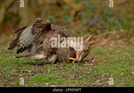 Comune Buzzard (Buteo buteo) adulto, che mangia su coniglio europeo (Oryctolagus cuniculus) preda, Cheshire, Inghilterra, Regno Unito Foto Stock