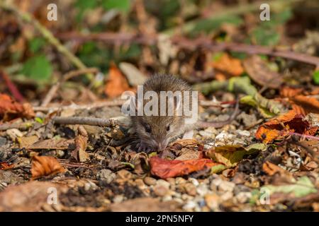 Ratto norvegese, ratti norvegesi, roditori, ratto, ratti, Mammiferi, animali, Un giovane ratto marrone di circa 14 giorni Foto Stock