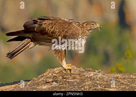 L'aquila di Bonelli (Aquila fasciata), adulto, che mangia con la preda del coniglio europeo (Oryctolagus cuniculus), Castilla y Leon, Spagna Foto Stock