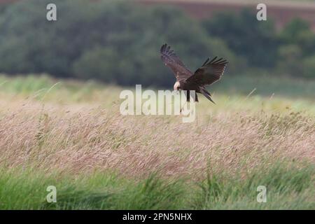 Marsh-harrier occidentale (Circus aeruginosus), femmina adulta, in volo, che si aggirano sulle praterie, Suffolk, Inghilterra, Regno Unito Foto Stock