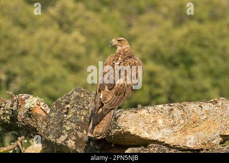 Aquila di Bonelli (Aquila fasciata) immatura, in piedi su roccia con pelliccia di coniglio europeo (Oryctolagus cuniculus) preda, Castilla y Leon, Spagna Foto Stock