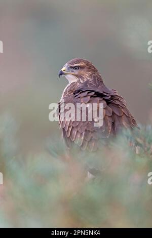 Buzzard comune, pouzzard steppa (Buteo buteo), Buzzard, Uccelli di preda, animali, Uccelli, Comune Buzzard adulto, arroccato in pino, settembre Foto Stock