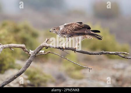 Aquila di Bonelli (Aquila fasciata) maschio adulto, arroccato sul ramo, Aragona, Spagna Foto Stock