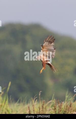 Western Western Western Western Marsh-harrier (Circus aeruginosus), maschio adulto, in volo, che sorvola erba alta, Suffolk, Inghilterra, Regno Unito Foto Stock