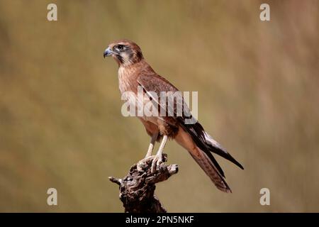 Falcon marrone (Falco berigora) adulto, arroccato su tronchi, Centro Rosso, territorio del Nord, Australia Foto Stock