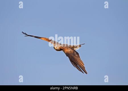 Red Kite (Milvus milvus) adulto, in volo, Castilla y Leon, Spagna Foto Stock