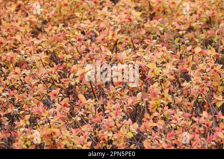 I cespugli di spirea japonica fioriscono in primavera Foto Stock