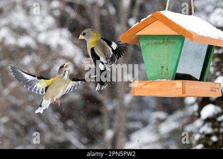 L'interazione serale del grossbeak ad un alimentatore dell'uccello di inverno, Coccothraustes vescortentus, Quebec, Canada Foto Stock