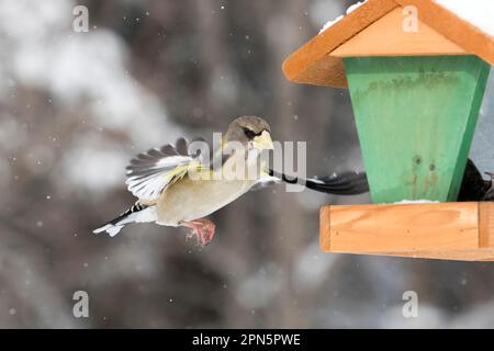 Sera Hawfinch seduto su un alimentatore di uccelli in inverno, Coccothraustes vescentius, Quebec, Canada Foto Stock