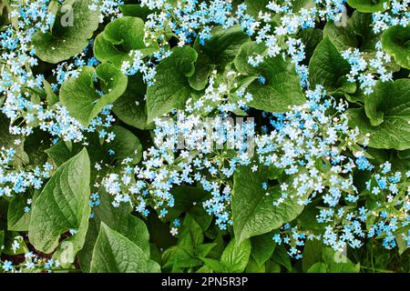 Forget-me-not fiori foglie verdi sfondo primo piano, miosotis scorpioides, sylvatica, scorpion grass, boraginaceae, fioritura primaverile, fioritura della pianta Foto Stock