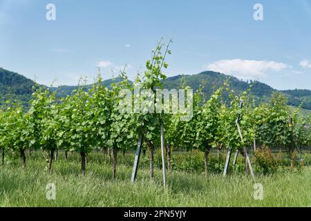 Vitigni con la varietà gruener Veltliner nel villaggio di Duernstein nel paesaggio Wachau in Austria Foto Stock