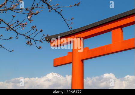 La cima di un torii rosso e di un ramo Sakura con il Monte Fuji nuvoloso sullo sfondo Foto Stock