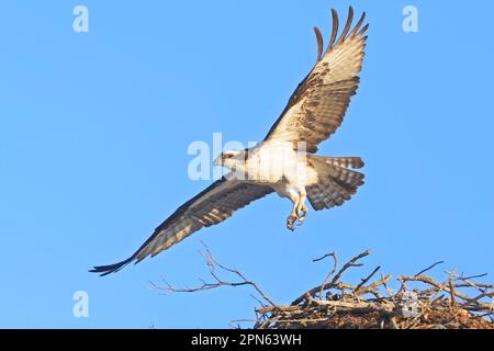 Osprey decollo dal nido, Quebec, Canada Foto Stock