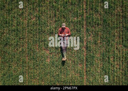 Coltivatore che posa a terra e utilizza il telecomando del drone per osservare il campo di grano coltivato in Smart Farming Concept, vista dall'alto drone pov Foto Stock