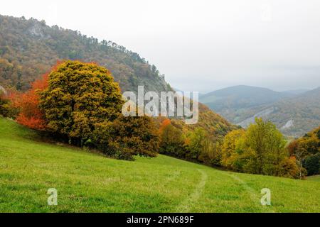 Autunno paesaggio montano con alberi colorati e grande roccia. Vista sulla valle. Mattina nuvoloso nebbia. Vrsatec, slovacchia Foto Stock