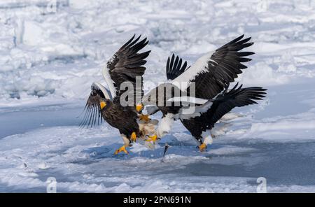 Le aquile di mare di Steller combattono per i pesci su un fiume congelato. Haliaeetus pelagicus. Scenario della vita degli uccelli selvatici in inverno, Hokkaido, Giappone. 2023 Foto Stock