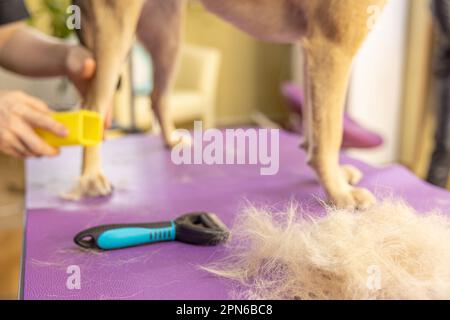 pettine per pettinare la lana dagli animali. mucchio di pelliccia di cane. Cura e cura degli animali Foto Stock