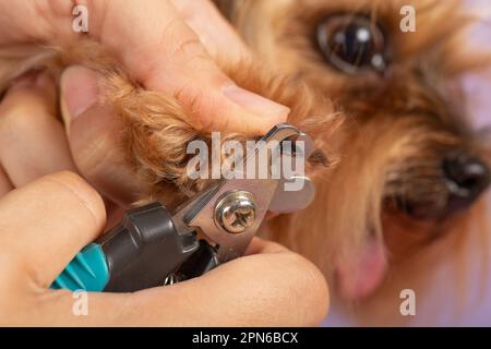 processo di taglio di unghie di un cane di razza piccola con un tagliaunghie utensile, vista ravvicinata della zampa del cane, rifilatura di unghie di cane da compagnia manicure. Foto Stock