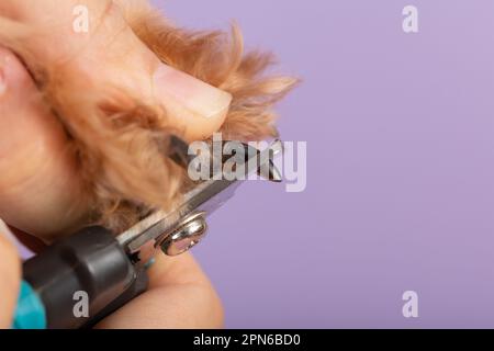 processo di taglio di unghie di un cane di razza piccola con un tagliaunghie utensile, vista ravvicinata della zampa del cane, rifilatura di unghie di cane da compagnia manicure. Foto Stock