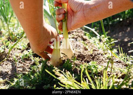 Primo piano di mani che raccolgono cipolle nell'orto Foto Stock