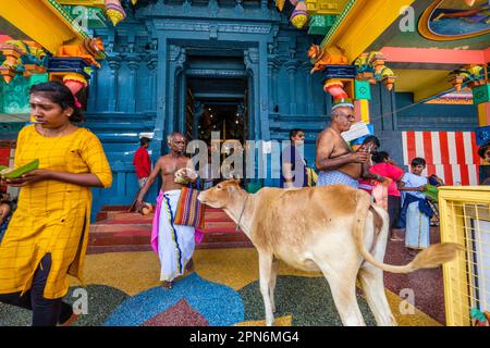 Mucche e adoratori in un tempio indù sull'isola di Nainativu (Nagadipa) vicino a Jaffna , Sri Lanka Foto Stock