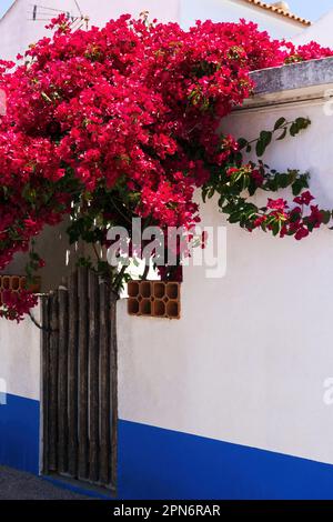 Cespuglio di bouganvillea fiorito rosa luminoso vicino a una parete bianca Foto Stock