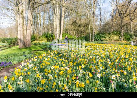 Campo di daffodils, Keukenhof Gardens, Lisse, South Holland (Zuid-Holland), Regno dei Paesi Bassi Foto Stock