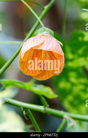 abutilon pictum i nomi comuni includono abutilon di vena rossa, mallow indiano di vena rossa, acero fiorito di vena rossa, lanterna cinese e lanterna cinese di vena rossa Foto Stock